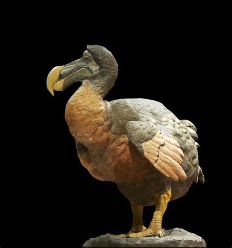 This Is the Real Story of the Beautiful Dodo Birds – Page 2 – Animal Encyclopedia