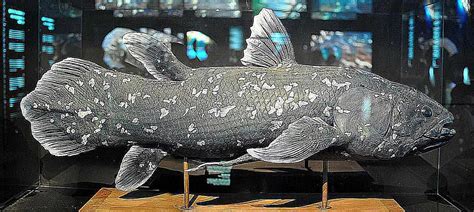 Coelacanth: the "Living Fossil"