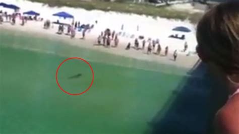 Hammerhead Shark Spooks Swimmers at Florida Beach - ABC News