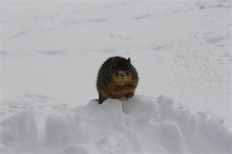 Squirrels on a Snowy Winter's Day at the University of Mic… | Flickr