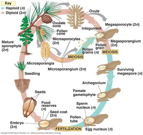 gymnosperm life cycle | Biology plants, Botany lessons, Tree life cycle