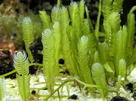 Caulerpa taxifolia Freshwater Aquarium Plants, Live Aquarium Plants, Nano Aquarium, Planted ...