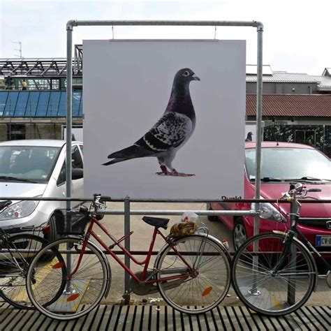 Pigeon Art