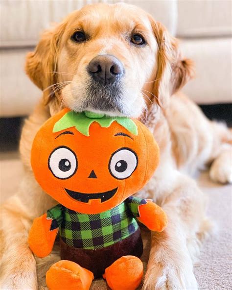 15 Golden Retriever Costumes to Win at Halloween | Page 2 of 5 | The ...