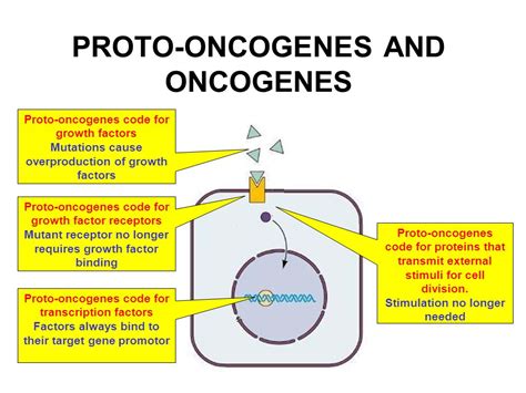 THE GENETIC OF CANCER Increased mitosisTumor formation Tumor suppression gene Hyperactive growth ...