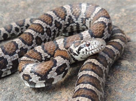 Eastern Milk Snake Facts, Size, Distribution, Habitat, and Pictures