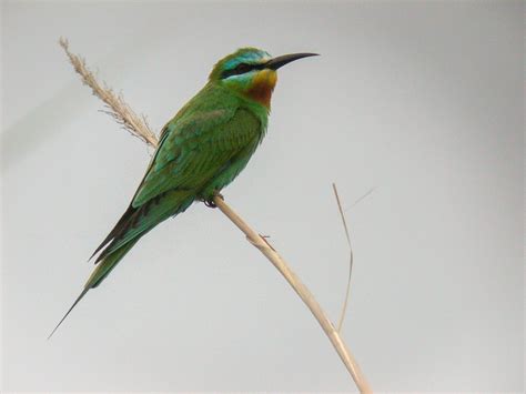 Blue-cheeked Bee-eater | Bubo Birding