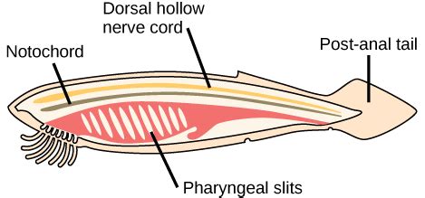 Chordates | Boundless Biology