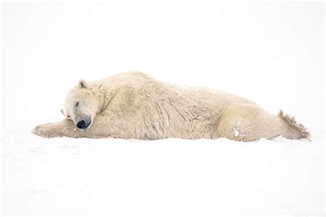 Canada's Hudson Bay polar bear population plummets as Arctic warms ...