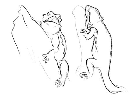 Bearded dragon sketches by Adele-Waldrom on DeviantArt