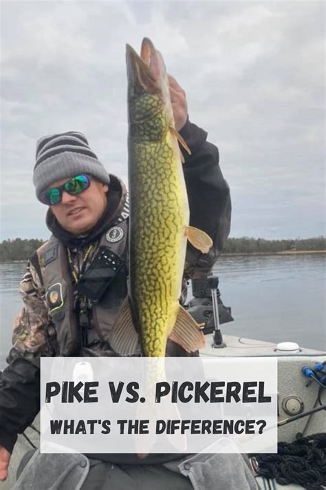 Pike vs. Pickerel (How to Tell Them Apart) in 2021 | Fishing tips, Pike fishing, Pike