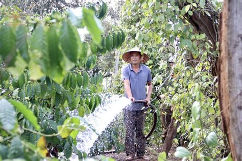 Coffee Farming: Watering Techniques For Coffee Plants - Helena Coffee Vietnam