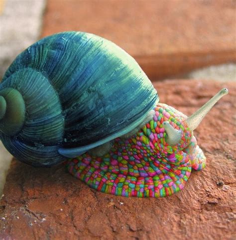 cute snail :) nice colors : r/snail