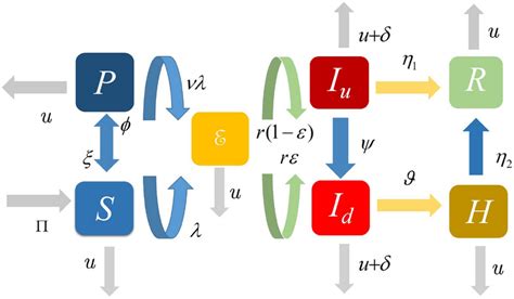 Transfer diagram for the Marburg virus transmission. | Download ...