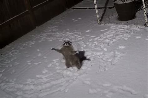 Raccoon Is Seen on Camera Adorably Trying to Catch Snow