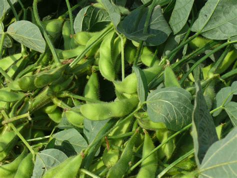 Book your Soybeans | Court Seeds