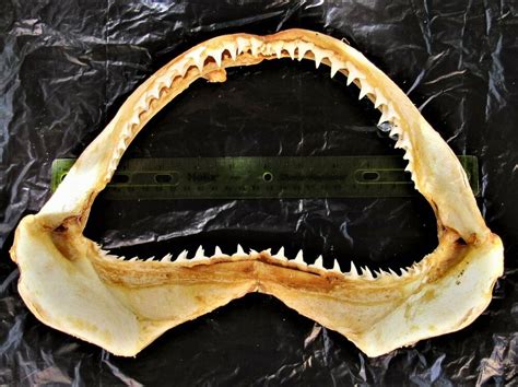 Large Blacktip Shark Jaws Jaw Carcharhinus limbatus 14.X 9" FAST FROM US #42 | Shark jaws ...