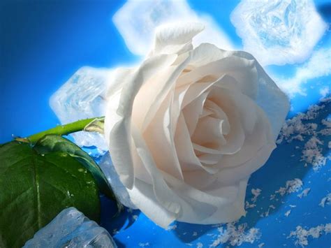 roses pictures - Bing Images | Roses | Pinterest