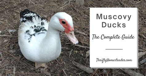 Muscovy Ducks: The Complete Guide