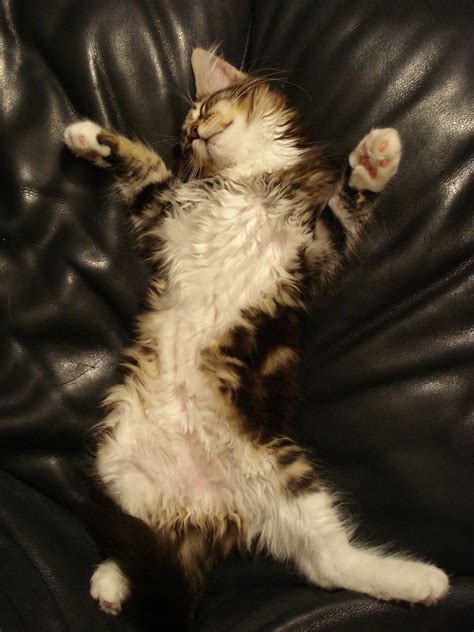 Cat sleeping on her back | Our Maine Coon kitten asleep on t… | Flickr