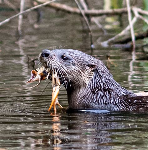 Outdoor Tips from Texas Parks & Wildlife magazine: Mammal Monday - Playful River Otters