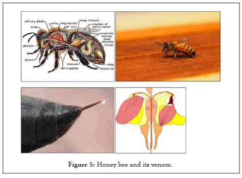 ancient-diseases-venom