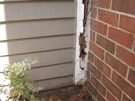 Termite Damage Signs: Detecting Termite Damage