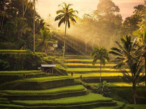 Keindahan Sawah Terasering Wisata Tegalalang Ubud