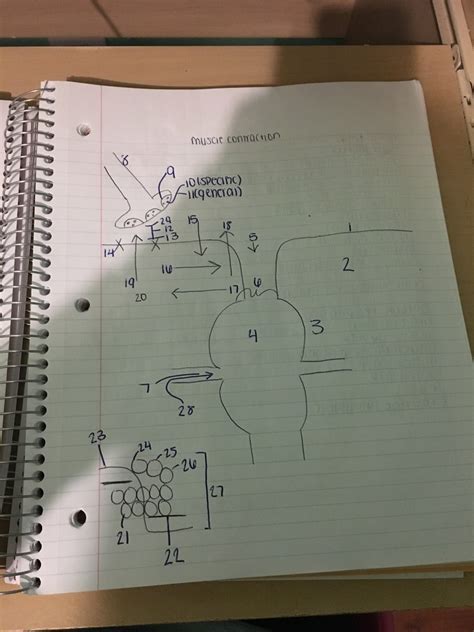 muscle contraction diagram 4 Diagram | Quizlet