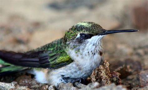 Hummingbird Close-up Free Stock Photo - Public Domain Pictures