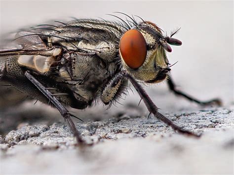 How to Handle Health Hazardous House Fly Infestation?