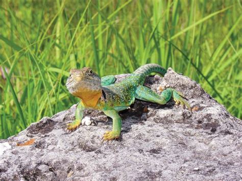 Reptile World Facts - Top 11 Common Collared Lizard Facts