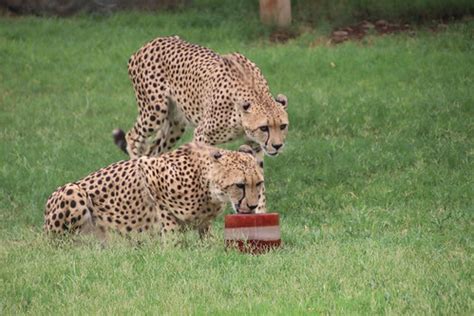 Cheetah Enjoying a Frozen Treat at Winter in July at the P… | Flickr