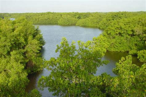 Caroni Swamp Trinidad