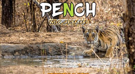 Pench National Park- Resort & Jungle Safari Booking