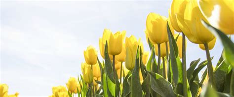 How to plant tulip bulbs | Tulip Tours Holland