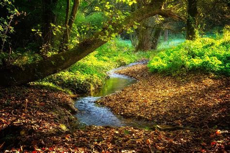 Ecosystems of rivers and streams - PHOENIX VOYAGE