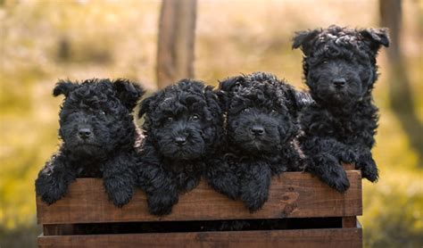 Affenpinscher - monkey terrier - Dog Breed Info images, videos, FAQs