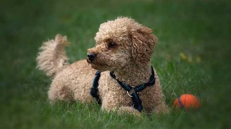 19 Best Hypoallergenic Dogs for Families