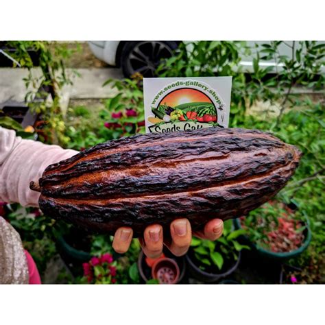 Cacao Tree Seeds (Theobroma cacao) - Price €4.00