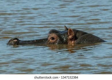 Hippopotamus Swimming Water Stock Photo 1347152384 | Shutterstock