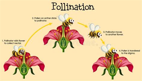 Pollination Stock Illustrations – 3,927 Pollination Stock Illustrations, Vectors & Clipart ...