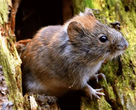 How to get rid of voles: The nine best vole traps, repellents and poisons