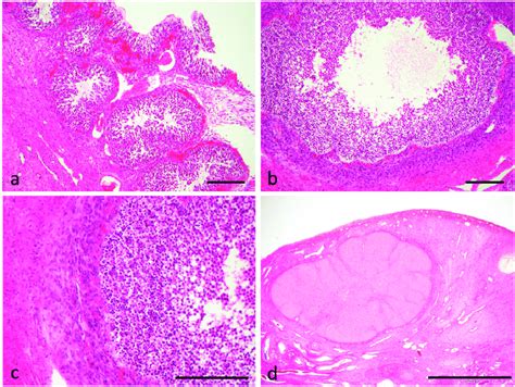 Morphology of a corpus hemorrhagicum (a) and progressive transformation ...