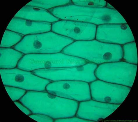 onion epidermis views : Biological Science Picture Directory – Pulpbits.net