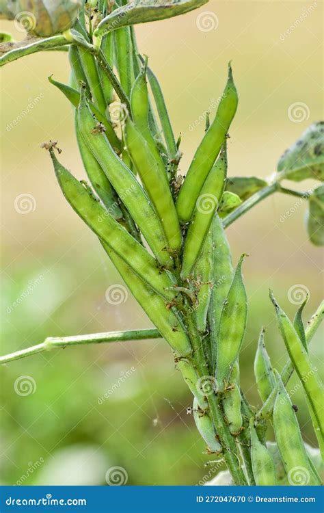 Cluster Beans or Gawar Phali(guar) Plant in Field,cyamopsis ...