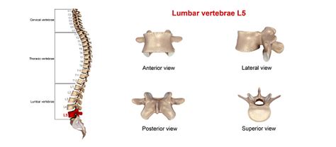 Lumbar Vertebrae L5 Stock Photo - Download Image Now - iStock