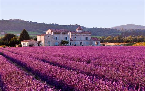 La fioritura della lavanda 2019 dal Piemonte alla Provenza: i luoghi e le feste da non perdere