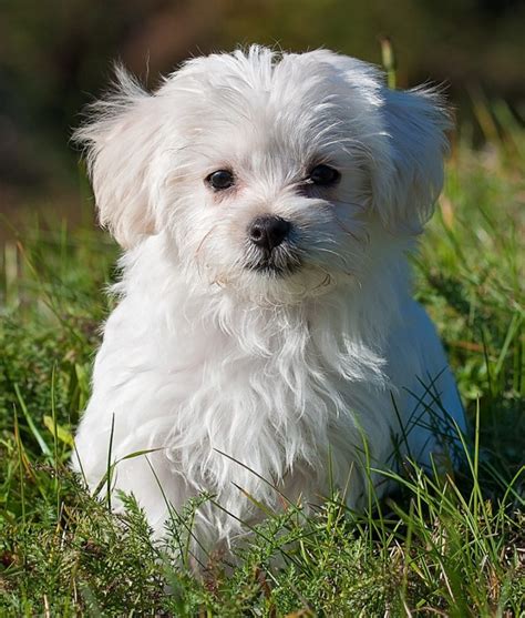 Maltese Dog Breed Information Center: The Ultimate Fluffy White Puppy