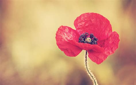 Poppies Flowers Wallpapers - Wallpaper Cave